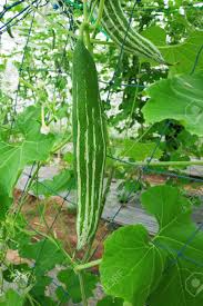 Fruit fly maggots feed on the internal tissues of the it also feeds on flowers and bores into developing fruits that touch the soil. Snake Gourd Fruit Stock Photo Picture And Royalty Free Image Image 32330927