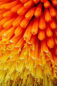 Maybe you would like to learn more about one of these? Aesthetic Orange Things Largest Wallpaper Portal