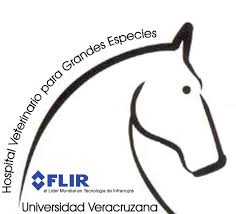 Jun 17, 2021 · el equipo de gobierno de cort rechazó este jueves declarar las galeras de caballos elemento de interés municipal, a propuesta del grupo municipal de vox «como se ha hecho con el año nuevo. Https Www Uv Mx Veracruz Fmvz Files 2012 12 Guia De Vacunacion De Caballos Pdf