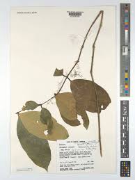 Image result for Belonophora