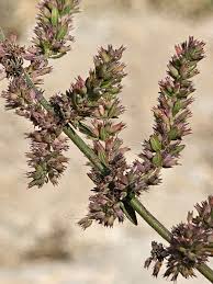 Image result for Micromeria imbricata