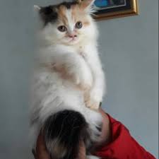 Kucing persia flatnose dikenal sebagai salah satu ras kucing yang sangat imut dan menggemaskan. Kucing Persia Flat Nose Shopee Indonesia