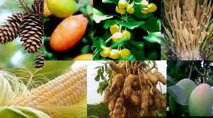 Dalam siklus hidupnya ada beberapa tahapan, antara lain : Tumbuhan Berbiji Ciri Struktur Reproduksi Klasifikasi