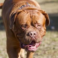 Mit scott und huutch erschien 1989 ein us. Dogue De Bordeaux Hunderasse Mit Bild Info Temperament Charakteristiken Und Fakten