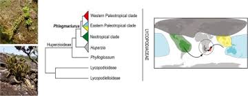 Image result for Huperzia dacrydioides