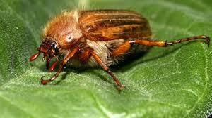 Da sich die bereits genannten hausmittel mit etwas geduld als wirkungsvoll erweisen, bitten wir sie, grundsätzlich von der vernichtung dieser ansonsten sehr nützlichen insekten absehen! Junikafer Darum Greifen Die Schadlinge In Der Dammerung An