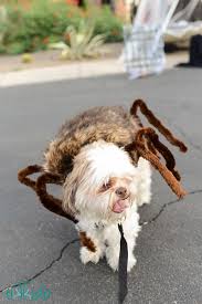 That's why we offer an assortment of animal outfits that will appeal to babies, adults and every child in between. 53 Best Dog Costume Ideas Diy Pet Halloween Costumes