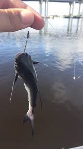 Steepshot 3 Just A Cute Baby Catfish I Caught Steemit