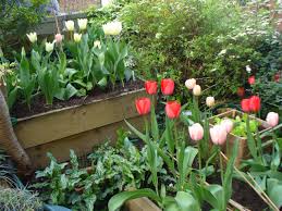Plant Tulips In Your Raised Garden Beds Treat Tulips Like Annuals Plant Them In The Fall In Your Raised Bed Vegetable Garden Raised Beds Plants Raised Garden