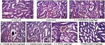 Image result for Triclisia