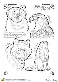 Page 11 Sur 12 Sur Hugolescargot Com Coloriage Animaux Coloriage Marmotte Dessin