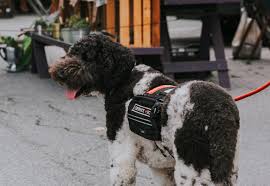 If a landlord, business, or other organization asks for official registration, let them know that service dogs are not legally registered. Abuse Of The Service Dog Title Los Angeles Service Dog Certification Fun Paw Care