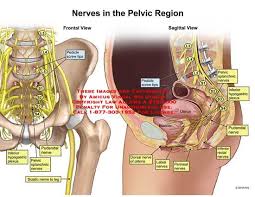 Plexus And The Pudendal Nerve Buscar Con Google Plexus Products Nerve Pelvic Region