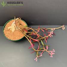 Image result for Monadenium rugosum