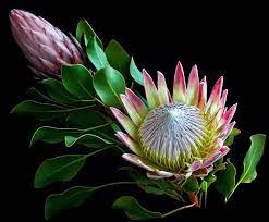 Pin On Proteas