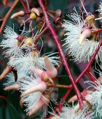 Image result for Eucalyptus tereticornis