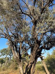 Image result for Secamone parvifolia