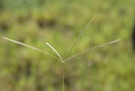 Image result for Enteropogon