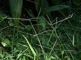 Image result for Paspalum conjugatum