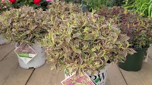 With its naturally neat and tidy habit, little pruning should be required. Weigela My Monet Purple Effect Amazing Hardy Shrub With All Season Long Colorful Foliage Youtube