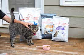 How often do you feed your cat? National Take Your Cat To The Vet Month Mom Loves Baking
