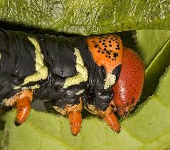 Black And White Striped Caterpillar With Orange Dots Frangipani Moth