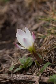 Image result for Zephyranthes minuta