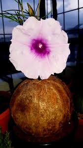 Image result for Ipomoea bolusiana