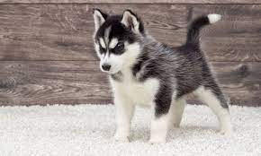 Perros bellos perros bonitos animales hermosos cortes schnauzer. Weekend Estas Son Las 5 Razas De Los Perros Mas Lindos Del Mundo