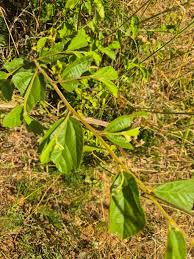 Image result for Grewia trichocarpa