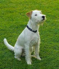 Parson Russell Terrier Hunde Parson Russell Terrier Jack Russell Jack Russell Terrier