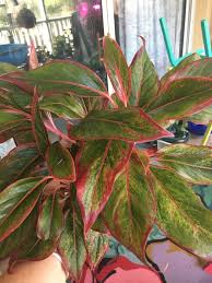 Plant Identification Closed Aglaonema Creta Or Dieffenbachia 1 By Cgreene