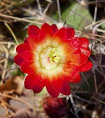 Exotic flowers amazing flowers colorful flowers beautiful flowers beautiful gorgeous orange flowers desert flowers cactus y cacti and succulents planting succulents cactus plants cactus blossoms cactus flower living in arizona desert flowers flower images flower photos. Red Cactus Flower Blossum Desert Botanical Garden Papago Park Sonora Wuste Phoenix Arizona Lizenzfreie Fotos Bilder Und Stock Fotografie Image 10293405