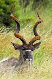 Kudu Bull Animals Nature Animals African Animals