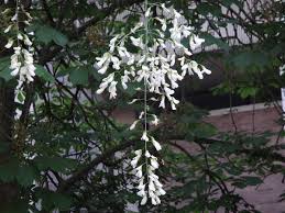 We did not find results for: Cladrastis Kentukea Wikipedia