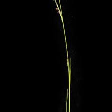 Image result for Urochloa marlothii