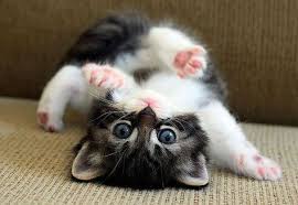 Caes E Gatos Mais Fofos Do Mundo Os 20 Filhotinhos De Gatos Mais Fofos De Todos Filhotes De Gatos Gatinhos Fofos Gatos