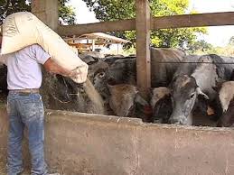 Aiden hoy and mongolia / inner mongolia, officially the inner mongolia aut…. Manejo Nutricional De Ganado Bovino En Corral Youtube