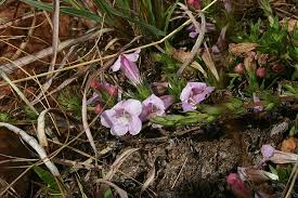 Image result for Micrargeriella aphylla