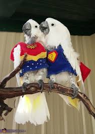Super Parrot And Wonder Bird Halloween Costume Contest At Costume Works Com Pet Costumes Halloween Animals Pet Halloween Costumes