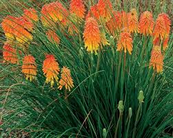 Ember Glow Puts On A Massive Bright Flower Display From August To Frost Red Hot Poker Kniphofia Spp This U Fall Perennials Plants Red Hot Poker Plant