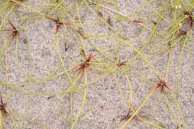 Image result for Isolepis prolifera