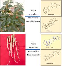 Image result for Withania somnifera