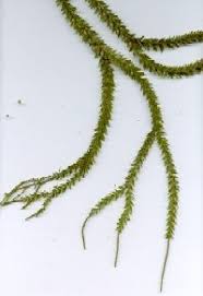 Image result for Huperzia phlegmaria