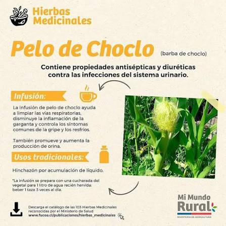 HIERBAS MEDICINALES | PELO DE CHOCLO 🌽 La infusión de pelo de choclo ayuda a limpiar las vías respiratorias, disminuye la inflamación de la garganta y controla los síntomas comunes de la