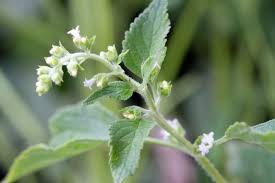 Image result for Cantinoa