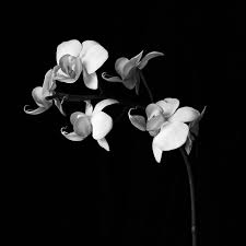 Maybe you would like to learn more about one of these? Speaking Out My Lips Are Cold In Autumn Wind 2 Haiku Flowers 2 64 Photography By Denis Maslennikov Mugiwara Saatchi Art