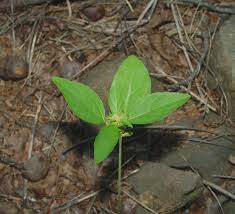 Image result for Acalypha ambigua