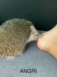 This notebook is really cute! Hedgehog 9gag