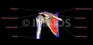 Sechrest, md narrates an animated tutorial on the basic anatomy of the shoulder. Shoulder Mri Radiographical And Illustrated Anatomical Atlas